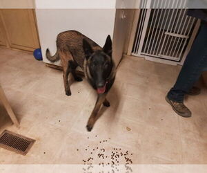 Mutt Dogs for adoption in Imlay City, MI, USA