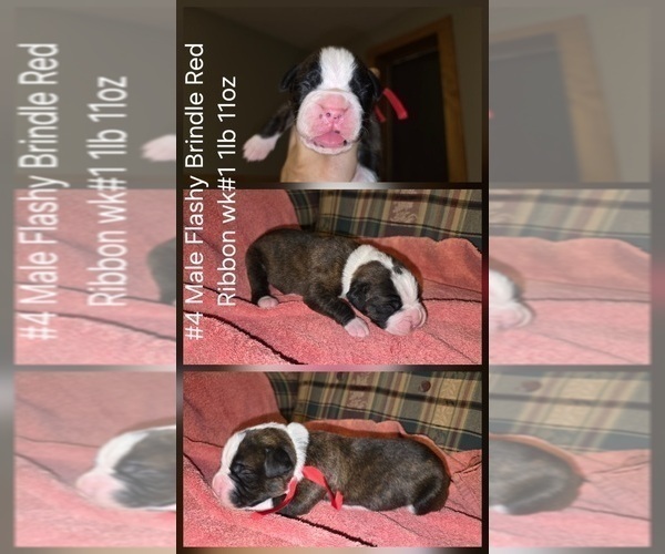 Medium Photo #3 Boxer Puppy For Sale in LINN GROVE, IN, USA