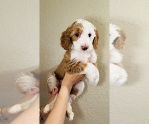 Labradoodle-Poodle (Standard) Mix Litter for sale in LOOMIS, CA, USA