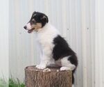Small #1 Collie