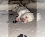 Small Photo #9 Labrador Retriever Puppy For Sale in CARMICHAEL, CA, USA