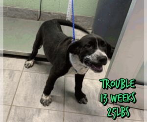 Siberian Husky-Unknown Mix Dogs for adoption in Woodbury, NY, USA
