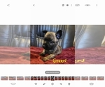 Small Photo #12 Cairn Terrier Puppy For Sale in DAYTONA BEACH, FL, USA