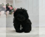 Small Photo #2 -YorkiePoo Mix Puppy For Sale in WARSAW, IN, USA