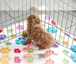 Small #8 Cavapoo (Miniature)-Poodle (Toy) Mix