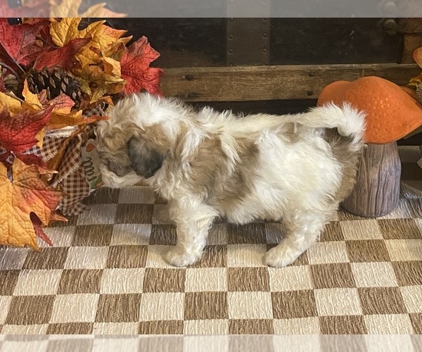 Medium Photo #5 Cavachon Puppy For Sale in FULTON, KS, USA