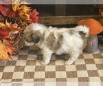 Jill - Female Cavachon Puppy for Sale - Photo #5