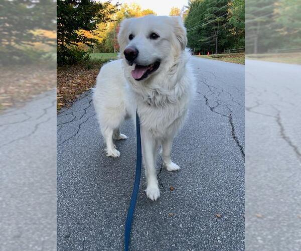 Medium Photo #3 Great Pyrenees-Unknown Mix Puppy For Sale in Croydon, NH, USA