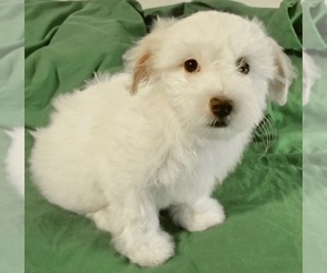 Havanese Puppy for sale in FENTON, MO, USA