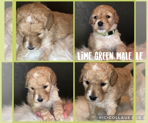 Medium Photo #6 Goldendoodle Puppy For Sale in VESTA, MN, USA