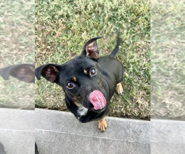 Medium Photo #2 Dorgi Puppy For Sale in Missouri City, TX, USA