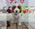 Small Photo #1 Cavapoo Puppy For Sale in CHUBBUCK, ID, USA