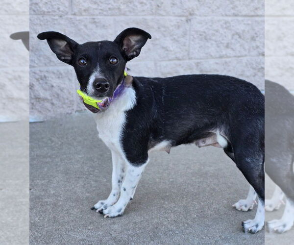 Medium Photo #9 Chihuahua-Unknown Mix Puppy For Sale in Lakewood, CO, USA