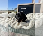 Small Photo #2 Dachshund Puppy For Sale in CONCORDIA, MO, USA