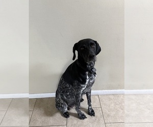 Mother of the German Wirehaired Pointer puppies born on 09/14/2026