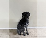 Small Photo #1 German Wirehaired Pointer Puppy For Sale in TOOELE, UT, USA