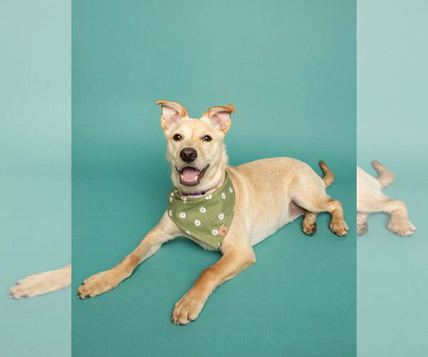 Medium Photo #2 Mutt Puppy For Sale in Corona, CA, USA