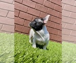 Small Photo #39 French Bulldog Puppy For Sale in BIRMINGHAM, AL, USA