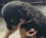 Small Rottweiler