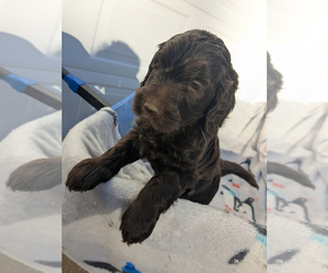 Goldendoodle Puppy for sale in MERCER, TN, USA