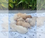 Small Photo #10 Golden Retriever Puppy For Sale in ELVERTA, CA, USA