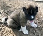 Small Photo #2 Akita Puppy For Sale in SHELBY, NC, USA
