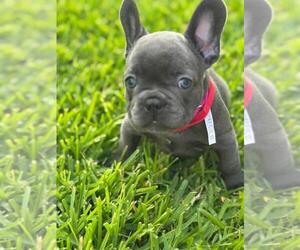 French Bulldog Puppy for Sale in NORTH MIAMI BEACH, Florida USA