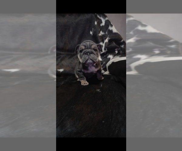 Medium Photo #5 Bulldog Puppy For Sale in ARGYLE, TX, USA