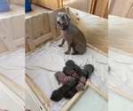 Small Photo #2 Weimaraner Puppy For Sale in SHELBYVILLE, IN, USA