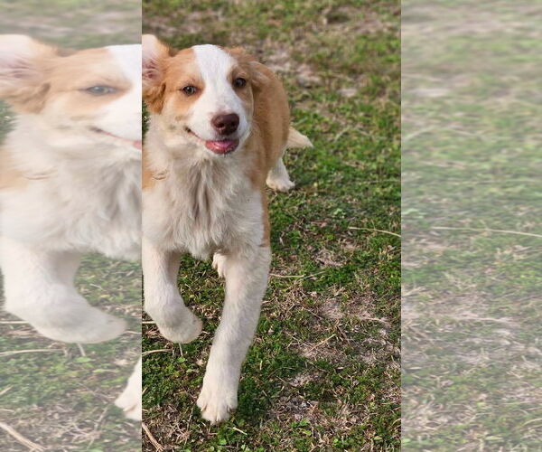 Medium Photo #3 Australian Shepherd-Jack Russell Terrier Mix Puppy For Sale in Wakefield, RI, USA