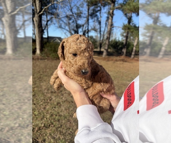 Medium Photo #4 Poodle (Standard) Puppy For Sale in ROCHELLE, GA, USA