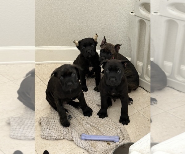 Medium Photo #4 Cane Corso Puppy For Sale in LIVERMORE, CA, USA