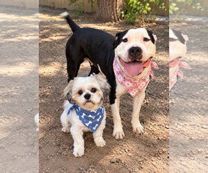 American Pit Bull Terrier-Unknown Mix Dogs for adoption in Phoenix, AZ, USA