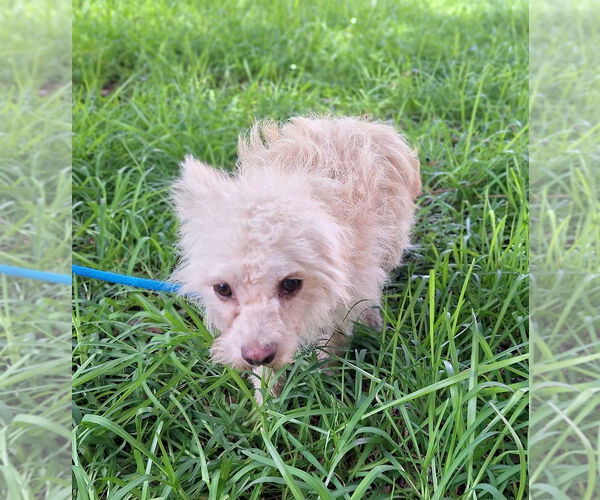 Medium Photo #4 Mutt Puppy For Sale in Missouri City, TX, USA