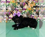 Image preview for Ad Listing. Nickname: Tiny Rosie