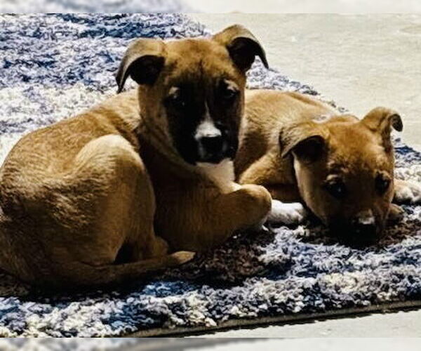 Medium Photo #8 Shepradors Puppy For Sale in Princeton, MN, USA