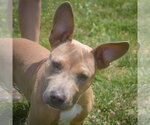Small #6 American Staffordshire Terrier-German Shepherd Dog Mix