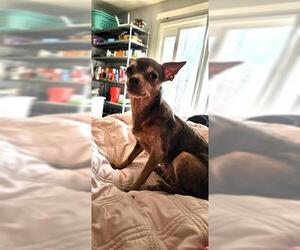 Chihuahua Dogs for adoption in Oakley, CA, USA