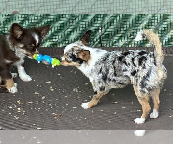 Medium Photo #5 Chihuahua Puppy For Sale in NEWVILLE, PA, USA