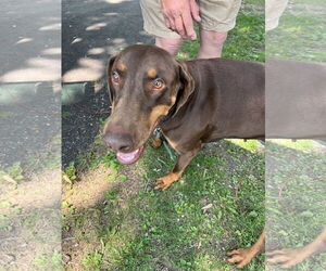 Doberman Pinscher Dogs for adoption in Minneaoplis, MN, USA