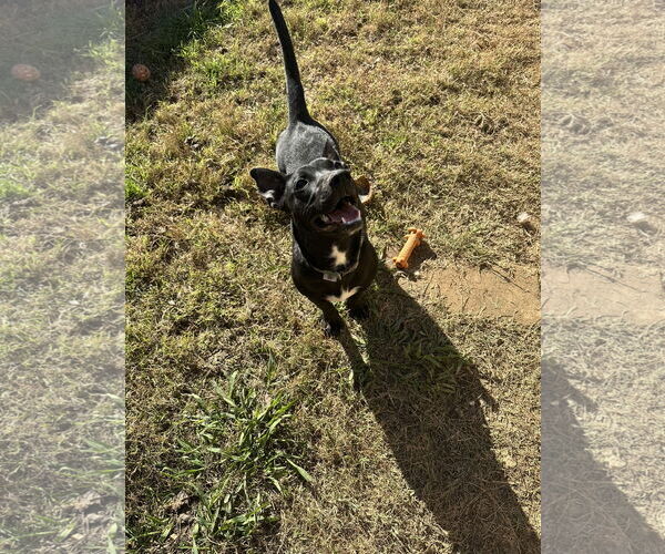 Medium Photo #6 Dachshund-Unknown Mix Puppy For Sale in Jackson, MS, USA