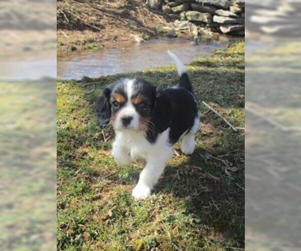 Medium Photo #2 Cavalier King Charles Spaniel Puppy For Sale in EPHRATA, PA, USA