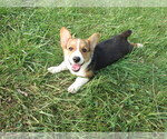 Small Photo #5 Pembroke Welsh Corgi Puppy For Sale in KINGSVILLE, MO, USA