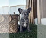 Puppy Puppy 3 French Bulldog