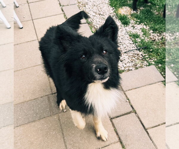Medium Photo #2 Border Collie Puppy For Sale in FAIRLAWN, OH, USA