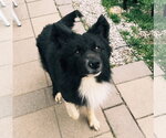 Small #1 Border Collie