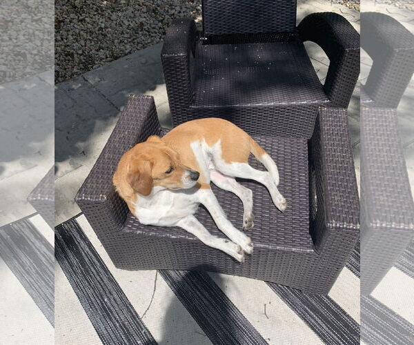 Medium Photo #2 Pug Puppy For Sale in Wheaton, IL, USA