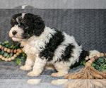 Small Photo #16 Bernedoodle (Miniature) Puppy For Sale in NAPPANEE, IN, USA