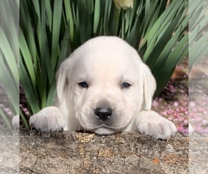 Labrador Retriever Puppy for sale in GLENDALE, CA, USA