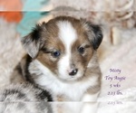 Small Photo #10 Aussie-Corgi Puppy For Sale in LIND, WA, USA